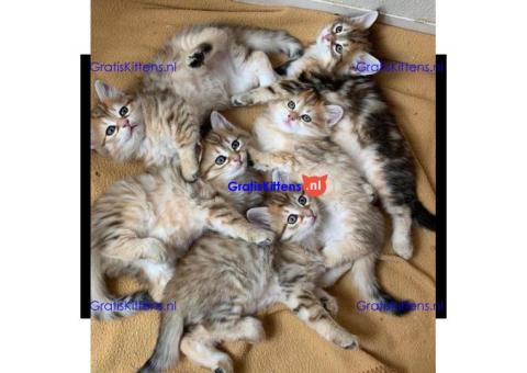 Siberische kittens klaar voor hun nieuwe thuis.