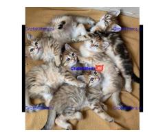 Siberische kittens klaar voor hun nieuwe thuis.