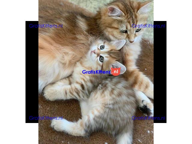 Siberische kittens klaar voor hun nieuwe thuis.