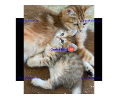 Siberische kittens klaar voor hun nieuwe thuis.