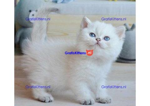 Ragdoll Kittens