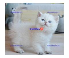 Ragdoll Kittens
