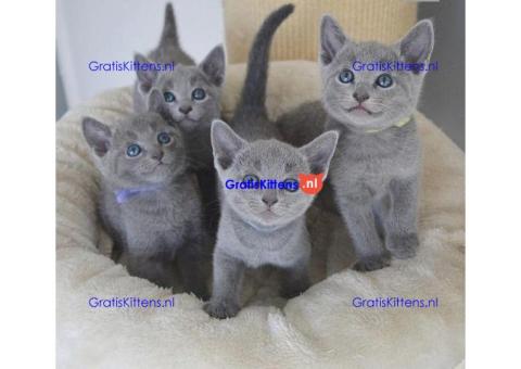 Russisch Blauwe kittens klaar voor een nieuw thuis.