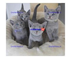 Russisch Blauwe kittens klaar voor een nieuw thuis.