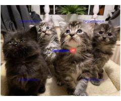 Maine Coon kittens klaar voor hun nieuwe thuis.