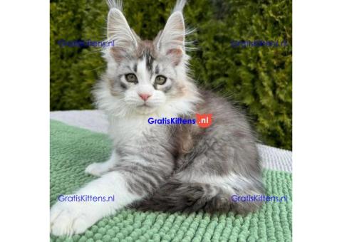 maine coon kitten