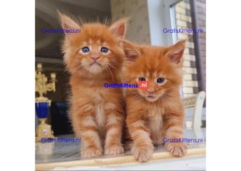 maine coon kitten