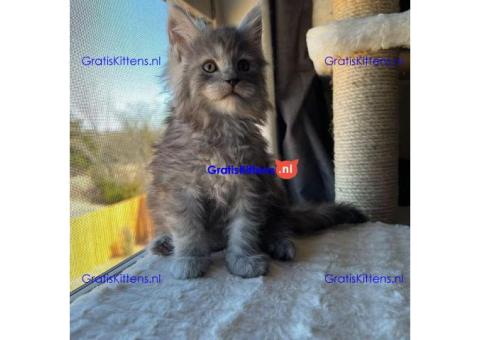 maine coon kitten