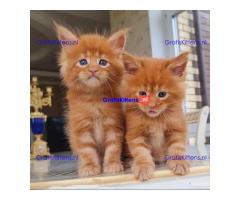 maine coon kitten