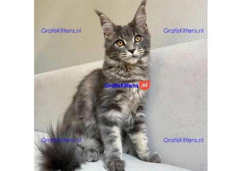 maine coon kitten