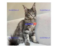 maine coon kitten