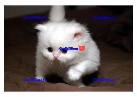 Schattige CFA Perzische Kittens