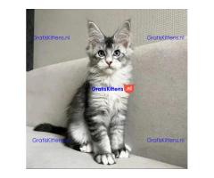 Maine Coon kitten
