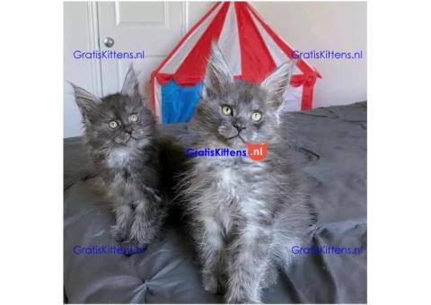Maine Coon kitten