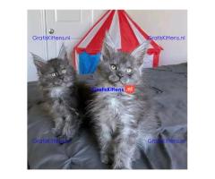 Maine Coon kitten
