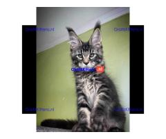 Maine Coon kitten