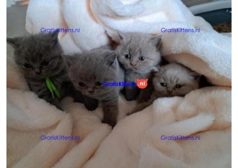 Brits Korthaar nest/Whatsapp: +491785020252