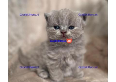 Brits Korthaar nest/Whatsapp: +491785020252
