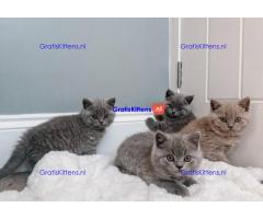 Brits Korthaar nest/Whatsapp: +491785020252