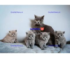 Brits Korthaar nest/Whatsapp: +491785020252