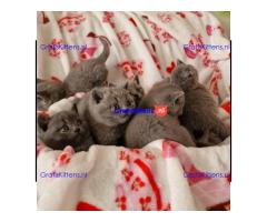 Brits Korthaar nest/Whatsapp: +491785020252