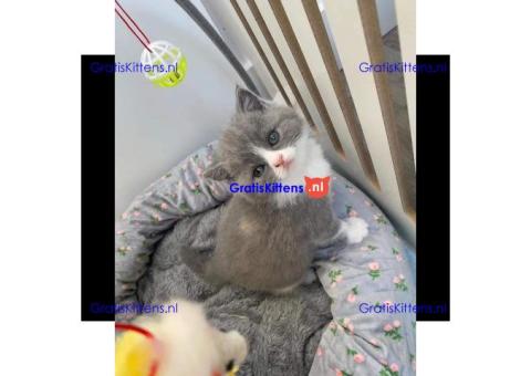Britse korthaar kittens/Whatsapp: +491785020252