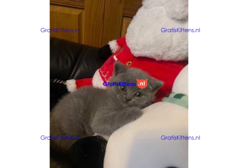 Britse korthaar kittens/Whatsapp: +491785020252