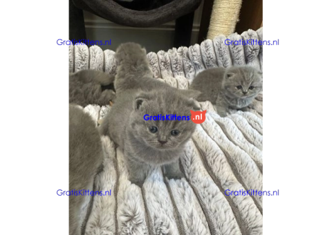 Britse korthaar kittens/Whatsapp: +491785020252