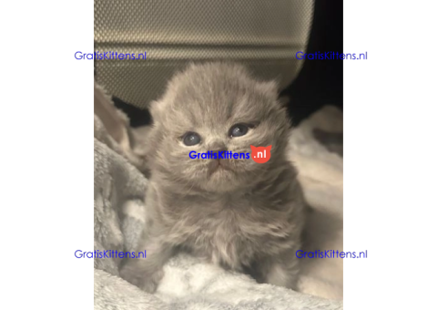 Britse korthaar kittens/Whatsapp: +491785020252