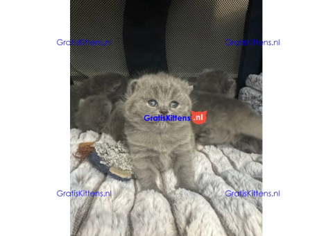 Britse korthaar kittens/Whatsapp: +491785020252
