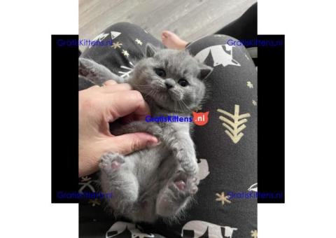 Britse korthaar kittens/Whatsapp: +491785020252
