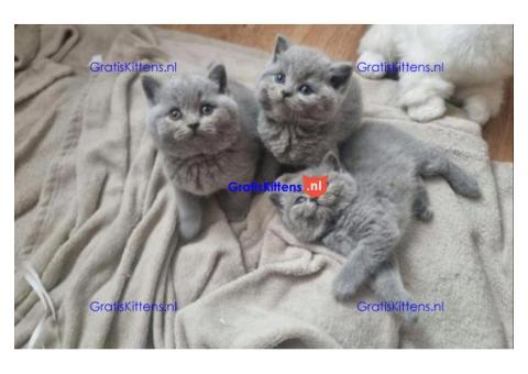 Britse korthaar kittens/Whatsapp: +491785020252