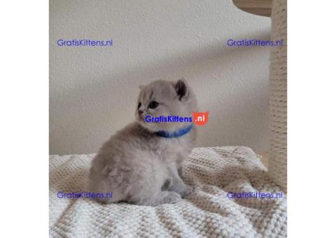Britse korthaar kittens/Whatsapp: +491785020252