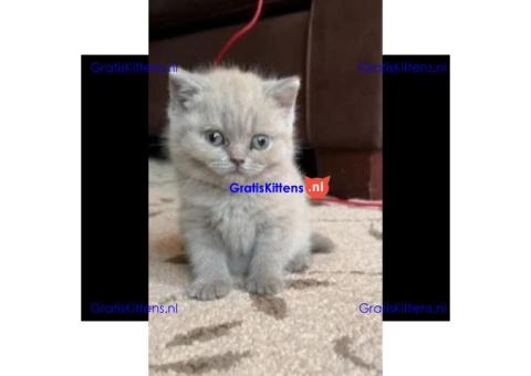Britse korthaar kittens/Whatsapp: +491785020252