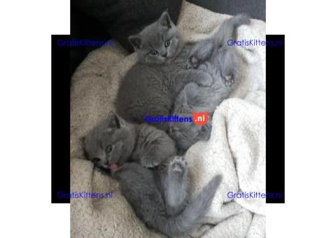 Britse korthaar kittens/Whatsapp: +491785020252