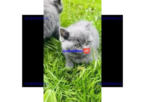 Britse korthaar kittens/Whatsapp: +491785020252