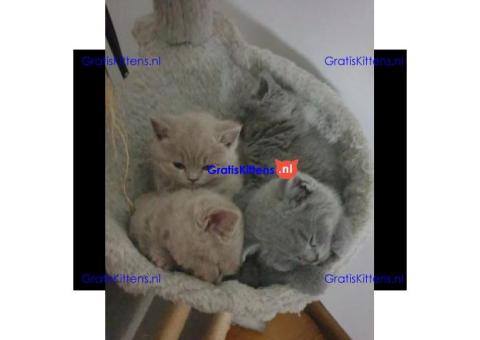 Britse korthaar kittens/Whatsapp: +491785020252