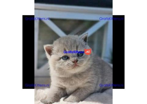 Britse korthaar kittens/Whatsapp: +491785020252
