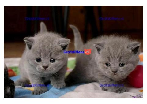 Britse korthaar kittens/Whatsapp: +491785020252