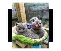 Britse korthaar kittens/Whatsapp: +491785020252