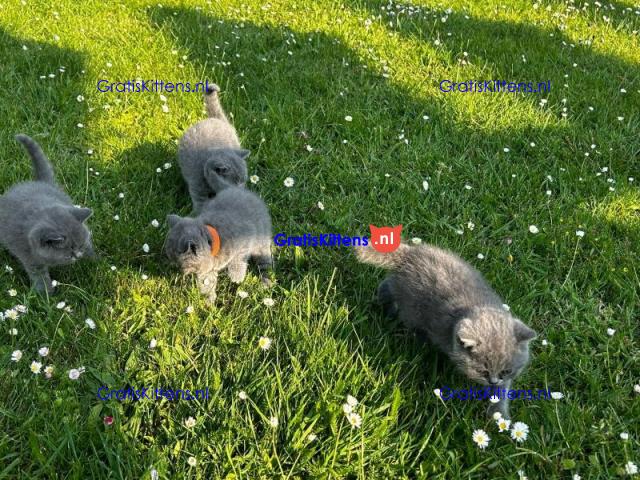 Britse Korthaar/Scottish Fold Blauw en Lilac kitten €  Whatsapp-nummer: +31 6 877 322 95