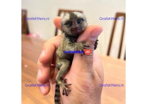 Marmosets baby monkey available WhatsApp: +447957656015