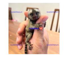 Marmosets baby monkey available WhatsApp: +447957656015