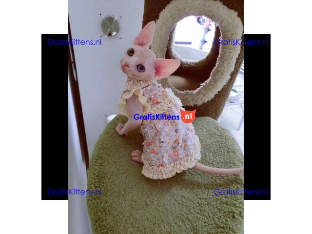 Munchkin sphynx kittens voor gratis adoptie