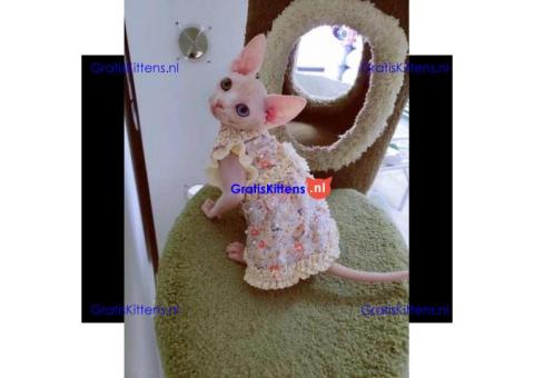 Munchkin sphynx kittens voor gratis adoptie