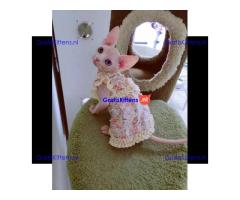 Munchkin sphynx kittens voor gratis adoptie