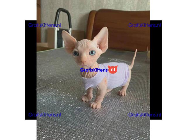 Munchkin sphynx kittens voor gratis adoptie