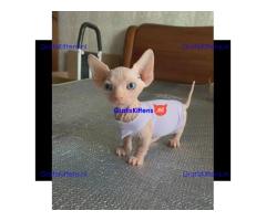 Munchkin sphynx kittens voor gratis adoptie