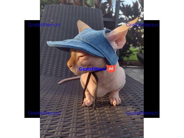 Munchkin sphynx kittens voor gratis adoptie