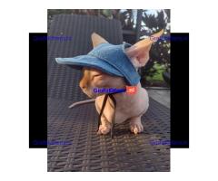 Munchkin sphynx kittens voor gratis adoptie